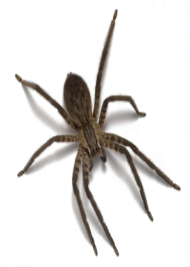 Spider Control