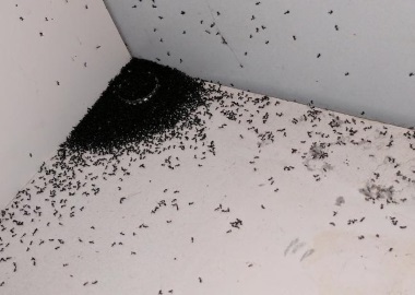 Dealing with Ant Infestations