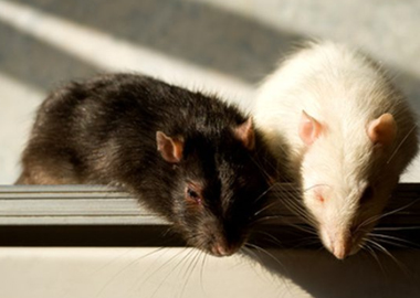 Rat Extermination Guelph